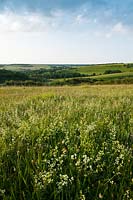 Hedge Bedstraw Gallium mollugo Meadowdown East Sussex summer white yellow native wild meadow field south downs view rolling hill