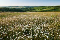 Ox-eye daisy Leucanthemum vulgare Meadowdown East Sussex summer white yellow native wild meadow field south downs view rolling