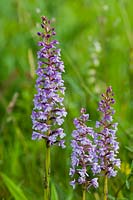 Fragrant Orchid Gymnadenia conopsea flower summer native wild perennial purple lilac pale white June garden plant South Downs