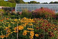 cut flowers rows growing West Dean walled garden Sussex England summer flower plants July flowers blooms blossoms view stakes