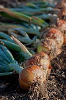 Onion 'Hercules' Allium cepa drying
