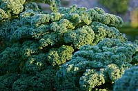 Brassica oleracea Acephala Group curly Kale 'Reflex' F1 hybrid