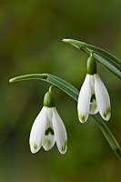 Galanthus nivalis 'Viridapice' common snowdrop  winter spring flower dwarf bulb white green January blooms blossoms flowers