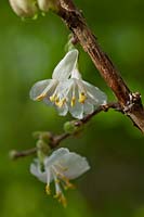 Lonicera x purpusii 'Winter Beauty' winter honeysuckle flower deciduous shrub scent scented perfume garden plant blooms blossoms