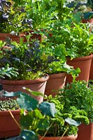Spring Salad Leaf Vegetables in terracotta clay pots
