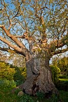 Quercus robur Ancient oak tree