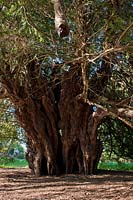 Taxus bacata Ancient Yew