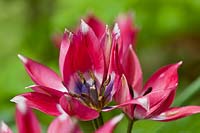 Tulipa hageri 'Little Beauty'