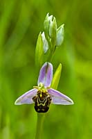 Ophrys apifera bee orchid