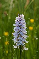 Dactylorhiza maculata Heath Spotted Orchid
