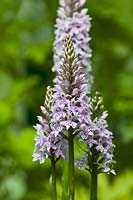 Dactylorhiza fuchsii Common Spotted Orchid