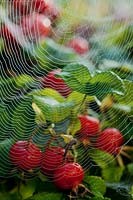 Araneus diadematus Garden Orb-web