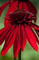 Echinacea purpurea 'Eccentric'