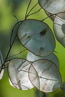 Lunaria annua seed heads