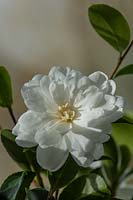 Camellia sasanqua 'Fuji no yuki'