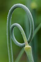 Allium sativum 'Lautrec Wight' garlic scapes