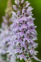 Dactylorhiza fuchsii common spotted orchids