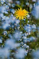 dandelion and forget-me-nots