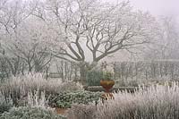 RHS Wisley Surrey Herb garden in hoar frost