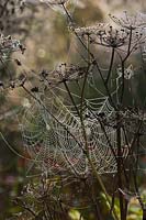 orb web spider's webs
