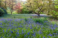 Bluebells and Acers at High Beeches garden