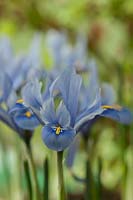 Iris reticulata 'Alida'