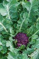 Broccoli 'Red Arrow' Purple Sprouting