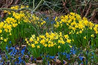 Narcissus 'Tete-a-Tete' daffodils