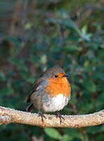 Robin on branch in winter