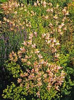 Alstromeria Ligtu Hybrids with Alchemilla mollis and Lavender