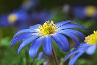 Greek thimbleweed wood Anemone blanda Spring wind flower perennial woodland shade March blue purple garden plant