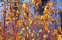 Cornus sanguinea Winter Beauty