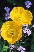 Iceland poppy Papaver nudicaule Champagne Bubbles with forget me nots