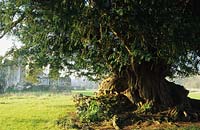 Waverley Abbey Surrey Ancient yew tree Taxus baccata