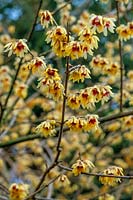 Wintersweet Chimonanthus praecox