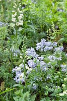 Site planting RHS Chelsea Flower Show 2019, woodland planting with Digitalis, Phlox and Umbellifers. 