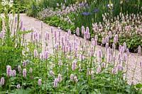 Persicaria in RHS Garden Bridgewater Display supported By British Tourist Association - Design: Tom Stuart-Smith at Chelsea Flower Show 2019