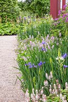 PLanting with Iris, Tiarella and Persicaria at RHS Garden Bridgewater Display supported By British Tourist Association - Design: Tom Stuart-Smith at Chelsea Flower Show 2019