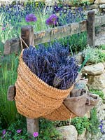 The Donkey Sanctuary: Donkeys Matter Garden with a woven basket containing picked lavender - lavendula - Designer: Christina Williams and Annie Prebensen - Sponsor: The Donkey Sanctuary. RHS Chelsea Flower Show 2019