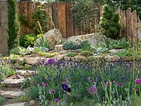 The Donkey Sanctuary: Donkeys Matter Garden with a rockery of drought resistant planting including Echeveria and Sedums. - Designer:  Christina Williams and Annie Prebensen - Sponsor: The Donkey Sanctuary
