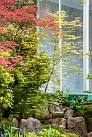 Acer palmatum in the Green Switch garden, RHS Chelsea Flower Show 2019. Design: Kazuyuki Ishihara. Sponsor: G-Lion