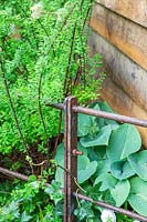 Rusty country fence. The High Maintenance Garden for MND Association. Designer: Sue Hayward. Sponsor: MND Association.