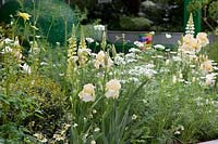 Mixed early summer flowering perennials in The Greenfingers Charity Garden. Designed by Kate Gould Gardens, sponsored by Greenfingers Charity, RHS Chelsea Flower Show, 2019. 

