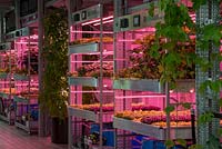 Gardening will save the World, RHS Chelsea Flower Show 2019, Design: Tom Dixon, Sponsor: Ikea - Hydroponic base garden