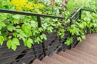 Gardening Will Save The World, RHS Chelsea Flower Show 2019, Design: Tom Dixon, Sponsor: Ikea - stair railings with Humulus lupulus - Hops