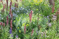 The Resilience Garden at RHS Chelsea Flower Show 2019. Planting includes Ragged robin, blue-flowered borage, forget-me-not, linum perenne, red spired echium russicum, lupins, geranium phaeum, Designer: Sarah Eberle. Sponsored by Gravetye Manor Hotel and Restaurant, Kingscote Estate, Forestry Commission, Department for Environment, Food and Rural Affairs, Royal Botanic Gardens, Kew, Scottish Forestry, Scottish Government, Welsh Government
