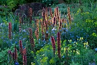 The Resilience Garden at RHS Chelsea Flower Show 2019. Planting of Echium russicum also know as red-flowered viper's grass, glowing in the sunlight and surrounded by Euphorbia seguieriana subsp. niciciana and blue flax flowers. Designer: Sarah Eberle. Sponsors Gravetye Manor Hotel and Restaurant, Kingscot Estate, Forestry Commission, Department for Environment, Food and Rural Affairs, Royal Botanic Garden, Kew, Scottish Forestry, Scottish Government, Welsh Government.