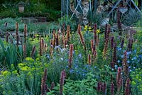 The Resilience Garden at RHS Chelsea Flower Show 2019. Planting includes: Echium russicum also know as red-flowered viper's grass, glowing in the sunlight and surrounded by Euphorbia seguieriana subsp. niciciana and blue flax flowers. Designer: Sarah Eberle. Sponsors Gravetye Manor Hotel and Restaurant, Kingscot Estate, Forestry Commission, Department for Environment, Food and Rural Affairs, Royal Botanic Garden, Kew, Scottish Forestry, Scottish Government, Welsh Government.
