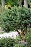 The Warners Distillery Garden,  view of Juniperus communis and Taxus baccata - Designer: Helen Elks-Smith - Construction: Bowles and Wyer - Sponsor: Warners Gin. 