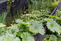 The M and G Garden, view of sustainable burnt oak timber sculpture by Johnny Woodford, small pond water feature planted with Gunnera, horsetail, ferns and shade loving plants – Designer: Andy Sturgeon - Sponsor: M and G Investments at Chelsea 2019
